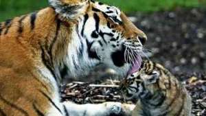 &quot;Тигриный форум&quot; поможет сохранить популяцию, надеются экологи и МПР. Фото: РИА Новости