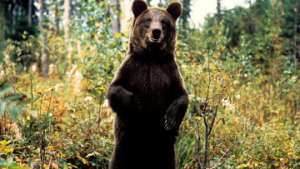 Сотрудники Алтайского заповедника были вынуждены застрелить медведя. Фото: РИА Новости