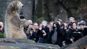 Знаменитому белому медведю Кнуту нашли &quot;невесту&quot;. Фото: РИА Новости