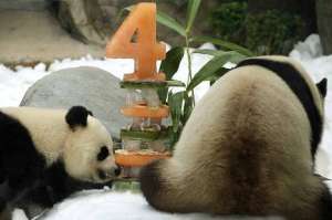 Две панды в зоопарке Гонконга отпраздновали день рождения. Фото: РИА Новости