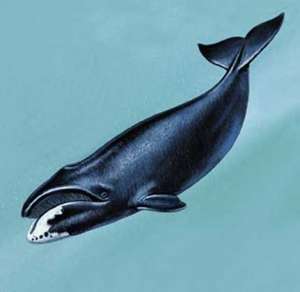 Гренландский кит. Фото: http://www.ent.by