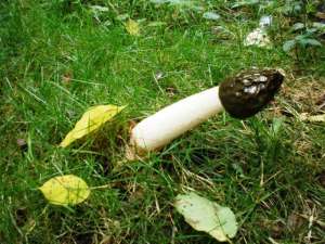 В парке Покровское-Стрешнево появились грибы, вызывающие чувство любви. Фото: пресс-служба спецлесхоза «Красногорский»