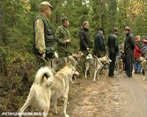 В Карелии охотники на волка будут премированы лицензиями на лося. Фото: Вести.Ru