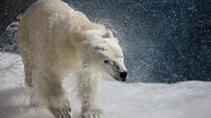 Прямая трансляция из вольера белых медведей ведется в Екатеринбурге. Фото: РИА Новости