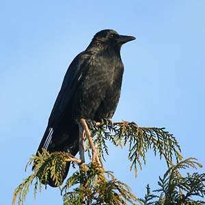 Черная ворона. Фото: http://www.floranimal.ru/