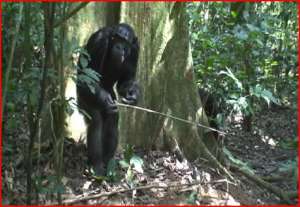 Вверху: взрослый самец шимпанзе, стоя на двух ногах, готов применить инструмент для ворошения муравейника. (фотографии Morgan/Sanz, Goualougo Triangle Ape Project, Nouabale-Ndoki National Park, Republic of Congo).