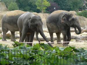 Слоны. Фото: http://venividi.ru