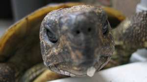 В Мьянме обнаружены черепахи, считавшиеся вымершими сто лет назад. Фото: РИА Новости