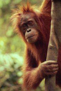 Лесная сертификация помогает сохранять редкие виды обезьян. Фото: Michel Terrettaz / WWF-Canon