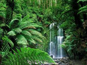 Тропический лес. Фото из открытых источников сети Интернет