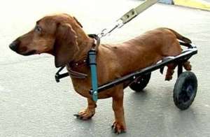 Московский инженер изобрел инвалидные коляски для собак. Фото: РИА Новости