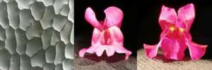 Слева: так выглядит гладкая поверхность мутантного лепестка под микроскопом. Учёные также заметили, что шершавая поверхность в отличие от гладкой (цветок в середине) отражает меньше света и обеспечивает более насыщенный цвет (цветок справа) (фото Current Biology).
