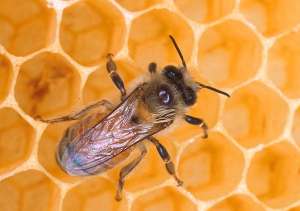 Пчелы. Фото: http://www.374.ru