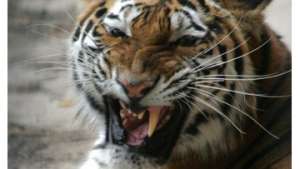 Популяция амурского тигра в Приморье сократилась на 40%. Фото: РИА Новости