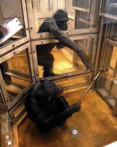 У шимпанзе и людей гораздо больше общего, чем считалось ранее (фото Shinya Yamamoto, Tatyana Humle, Masayuki Tanaka).