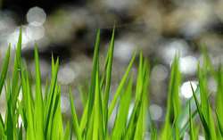 Молодая трава. Фото: http://www.geophoto.ru