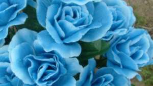 Японцы сумели вырастить розу с голубыми лепестками. Фото: РИА Новости