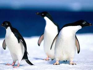 Пингвины. Фото: zooclub.ru