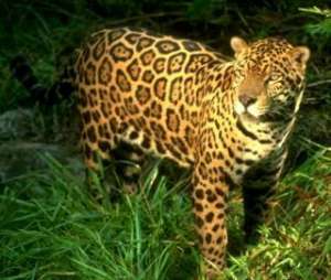 Леопард. Фото: http://easycat.ru/