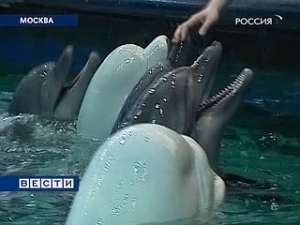 Скандал в московском дельфинарии продолжается. Экспертиза подтвердила, что двух животных отравили. Фото: Вести.Ru