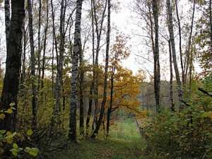 Шереметьевский лес. Фото: Greenpeace