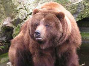 Медведь. Фото: http://tyumen.rfn.ru