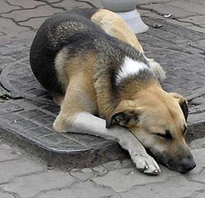 Бездомная собака. Фото: http://www.zoo-petersburg.ru