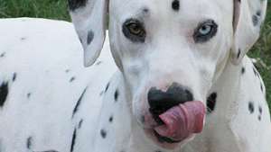 Британцу, раскормившему далматинца, запретили заводить собаку 10 лет. Фото: РИА Новости
