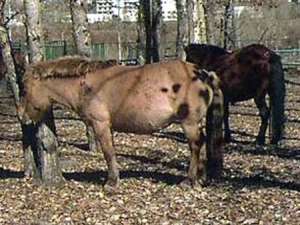 Монгольские лошади (Фото с сайта www.sport.rin.ru)