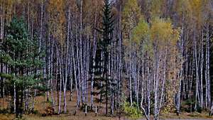 Челябинские власти направят более 600 млн рублей на сохранение лесного фонда. Фото: РИА Новости
