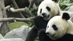 Пара сычуаньских панд на 10 лет &quot;эмигрирует&quot; в Австралию. Фото: РИА Новости