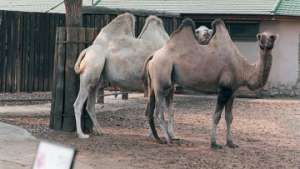 В Австралии проведут отстрел верблюдов, устроивших дебош в поселке. Фото: РИА Новости