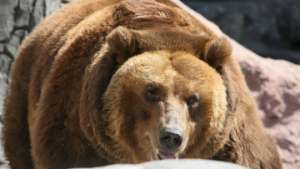 Теплая погода не дает уснуть бурым медведям в московском зоопарке. Фото: РИА Новости