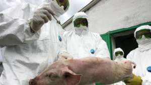 Карантин объявлен в Сочи из-за вспышки африканской чумы свиней. Фото: РИА Новости