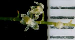 Сразу и не поймёшь, что на заднем плане миллиметровые отметки обычной линейки. Читайте также об орхидеях самоопыляющейся и обманывающей шершней пчелиным запахом (фото с сайта dailymail.co.uk).