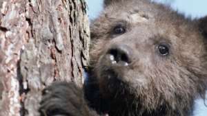 Патрисия Каас стала опекуном медвежонка Гены, оставшегося сиротой. Фото: РИА Новости