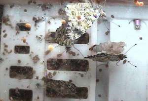 Бабочконавты (&quot;butterflynauts&quot;) чувствуют себя хорошо, у них достаточно еды. Вверху: более ранние фото прибывших на МКС гусениц (фото BioEd Online).