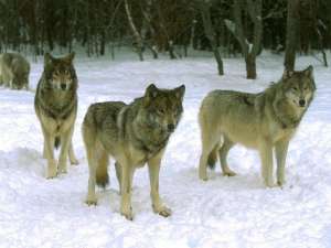 Волки. Фото: http://sunhome.ru