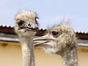 Африканских страусов тюменские морозы не испугали. Фото: Вести.Ru