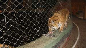 Восемь тигров и львица погибли по пути на цирковое шоу в Якутск. Фото: РИА Новости