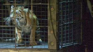 Животные погибли из-за нарушений при их перевозке частным цирком - WWF. Фото: РИА Новости