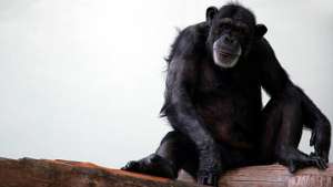 Дикие шимпанзе воспринимают огонь так же, как люди. Фото: РИА Новости