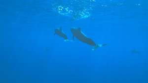 Более 120 дельфинов погибли за выходные у побережья Новой Зеландии. Фото: РИА Новости