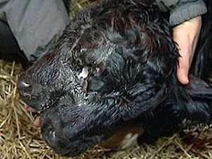 На ферме &quot;Сооне&quot; в Тартумаа родился теленок с двумя головами. Фото: http://novosti.err.ee