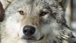 Охота на волков разрешена в Швеции после почти полувекового запрета. Фото: РИА Новости