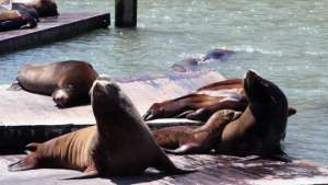 Колония морских львов в Сан-Франциско. Фото: РИА Новости