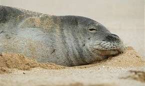 У берегов Герцлии замечен редчайший тюлень-монах. Фото: Getty Images / www.mignews.com