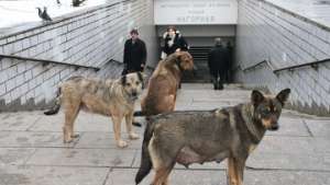 Бродячие собаки. Фото: РИА Новости