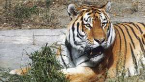 Амурский тигр. Фото: РИА Новости