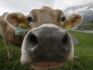 Британский «Макдональдс» озаботился вопросом снижения выбросов парниковых газов от собственных коров. Фото: Фото с сайта www.nzz.ch